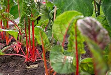 Mangold - Foto: Andrea Warnecke/dpa-tmn