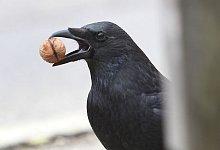 So kommt die Rabenkrähe an die Nuss - picture alliance / dpa
