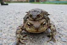 Kr&ouml;tenwanderung - Naturschutzbund