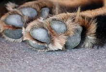 Hundepfote - Birgl/Pixabay