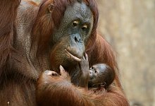 Orang-Utans - Foto: Roland Weihrauch