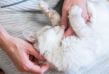 Katzen sind verschmust, k&ouml;nnen aber trotzdem bei&szlig;en - Foto: Christin Klose/dpa-tmn