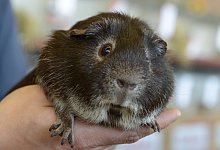 Bei Hitze - Foto: dpa