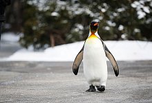 Pinguin bei der &laquo;Penguin Parade&raquo; im Cincinnati Zoo - John Minchillo/AP/dpa-tmn