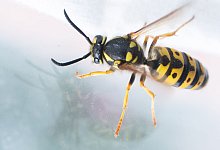 Wespen im August - Foto: Julian Stratenschulte/dpa/dpa-tmn