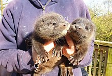 Fischotterwelpen - Katharina Erdmann/Wildtier- und Artenschutzzentrum/dpa