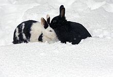 Kuscheln h&auml;lt warm - Foto: Bernd W&uuml;stneck/dpa