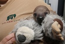 K&ouml;lner Zoo freut sich &uuml;ber Faultier-Baby - A. Sliwa/K&ouml;lner Zoo/dpa