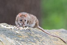 brown-rat-2115585_1280 - (Symbolbild): Pixabay
