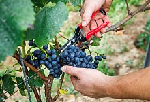 Verband: Deutscher Weinanbau steckt &laquo;in historischer Krise&raquo; - Lando Hass/dpa