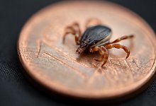 Hyalomma-Zecke - Foto: Fabian Sommer/dpa