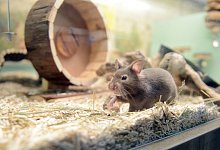 Keine Chemie Hamsterheim Wasser reinigen - Foto: Caroline Seidel/dpa-tmn