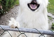 Bellender Hund - Foto: Monique W&uuml;stenhagen