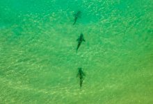 Haie in Israel - Ariel Schalit/AP/dpa