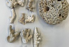 Steinkoralle in Gr&ouml;&szlig;e einer Honigmelone sichergestellt - Hauptzollamt K&ouml;ln/dpa