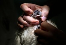 Bei ruhigen Hunden gern selbst in die Schnauze schauen - Foto: Ina Fassbender/dpa-tmn