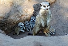 Die Mama und ihr Nachwuchs. - Zoo Leipzig/dpa