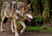 M&ouml;glicherweise auch hierzulande angekommen: Der Wolf, dessen Population in ganz Deutschland stark zugenommen hat. - Pixabay (Symbolbild)