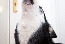 Ein Hund jault - Foto: Florian Schuh