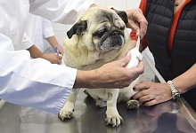 Ein Mops - Foto: Andreas Gebert/dpa/dpa-tmn