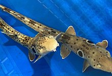 Haie - Frank J. Tulenko/Universit&auml;t W&uuml;rzburg/dpa