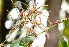 Heuschrecken-Plage - Foto: Joseph Ochieng/Welthungerhilfe/dpa