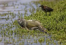 Leguane in Florida - Foto: Greg Lovett/Palm Beach Post via ZUMA Wire/dpa