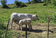 Diesen K&uuml;hen geht es gut - anders verh&auml;lt es sich m&ouml;glicherweise mit den Tieren, &uuml;ber die Peta informiert worden ist. - Svenja Ludwig