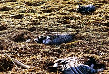 Gefl&uuml;gelpest in Nordfriesland - Foto: Frank Molter/dpa