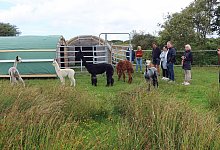 Langeoog Alpakas Tierpark Herford - Frank-Michael Kiel-Steinkamp