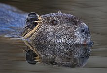 Nutria im Spreewald - Patrick Pleul/dpa/ZB