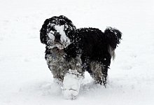 Hund im Schnee - Foto: Andrew Milligan/PA Wire/dpa