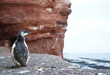 Trottellummenk&uuml;ken - Foto: Marcus Brandt/dpa
