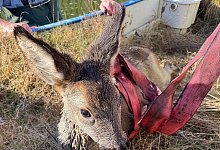 Reh aus Pool gerettet - -/Feuerwehr Bad Salzuflen/dpa