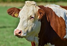 Zwei Rinder sind w&auml;hrend der Verladung ausgebrochen. Die beiden Wiederk&auml;uer mussten erschossen werden. - PIXABAY