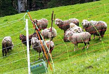 Nach Schafsrissen in Oberbayern - Peter Kneffel/dpa
