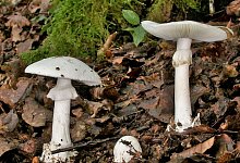 Gr&uuml;ner Knollenbl&auml;tterpilz - Rainer Wald/Deutsche Gesellschaft f&uuml;r Mykologie e.V./dpa