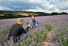 Lavendel in NRW - dpa