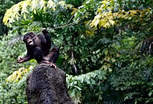 Schimpanse - Foto: Stephen Morrison