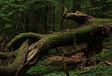 B&auml;ume - Symbolfoto: Pixabay