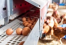 Frisch gelegte Hühnereier im Hühnermobil - Christian Lademann/dpa/dpa-tmn