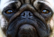 Ein Mops - Foto: Fredrik von Erichsen