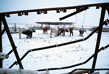 Hunderttausende Agrar-Nutztiere sterben w&auml;hrend &laquo;Dzud&raquo;-Winter - Davaanyam Delgerjargal/dpa