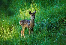 Rehkitz - Deutsche Wildtier Stiftung / R.