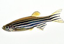 Zebrab&auml;rbling - Foto: dpa