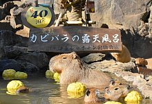 Japans Wasserschweine - -/Izu Shaboten Zoo/dpa