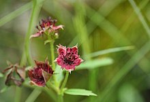 «Blume des Jahres 2025» - Sumpf-Blutauge - Julian Denstorf/Loki Schmidt Stiftung/dpa