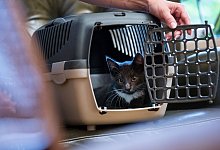 Katze in Transportbox - Foto: Christin Klose/dpa-tmn