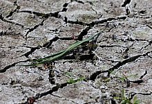 Trockenheit - Bernd Wüstneck/dpa