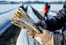 Spargelsaison beginnt - Uwe Anspach/dpa